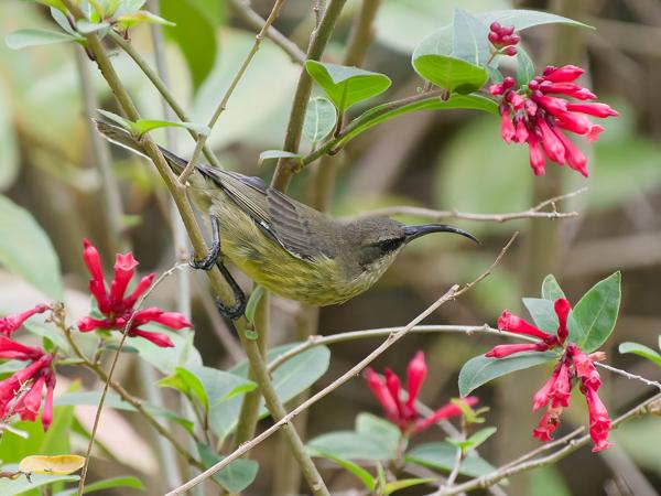 <h3><a href="/trips/tanzania/biota/animalia/chordata/aves/040 passeriformes/112 nectariniidae/chalcomitra amethystina/chalcomitra amethystina-nl.html">Chalcomitra&nbsp;amethystina</a> / Amethyst&nbsp;sunbird / Amethisthoningzuiger</h3>OM-1 Mark II met OLYMPUS M.150-400mm F4.5, 1/2000 sec  bij F4.5, ISO 10000, afstand 8.59&nbsp;m